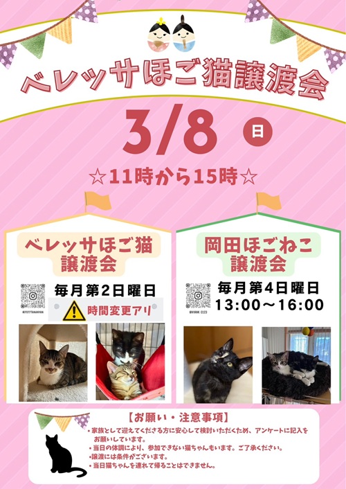 ほご猫譲渡会